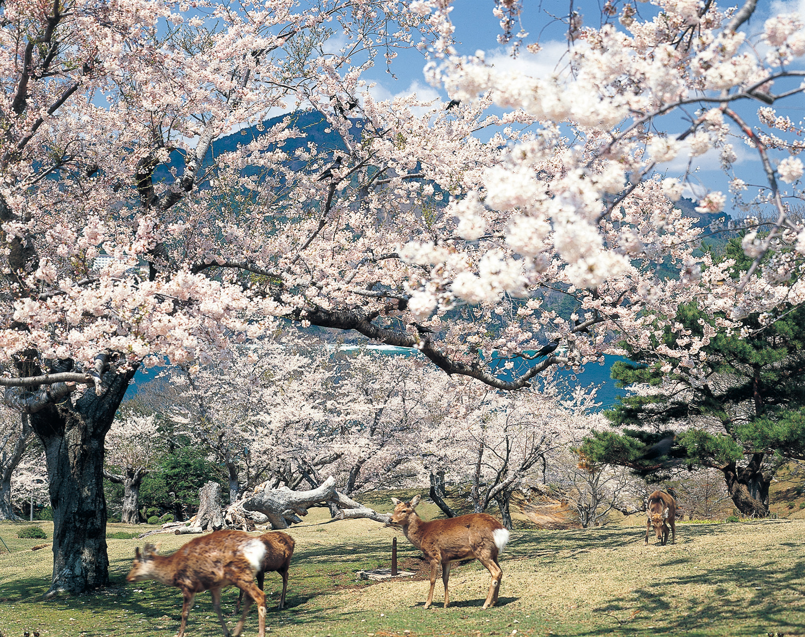 No.020037 金華山の桜と鹿