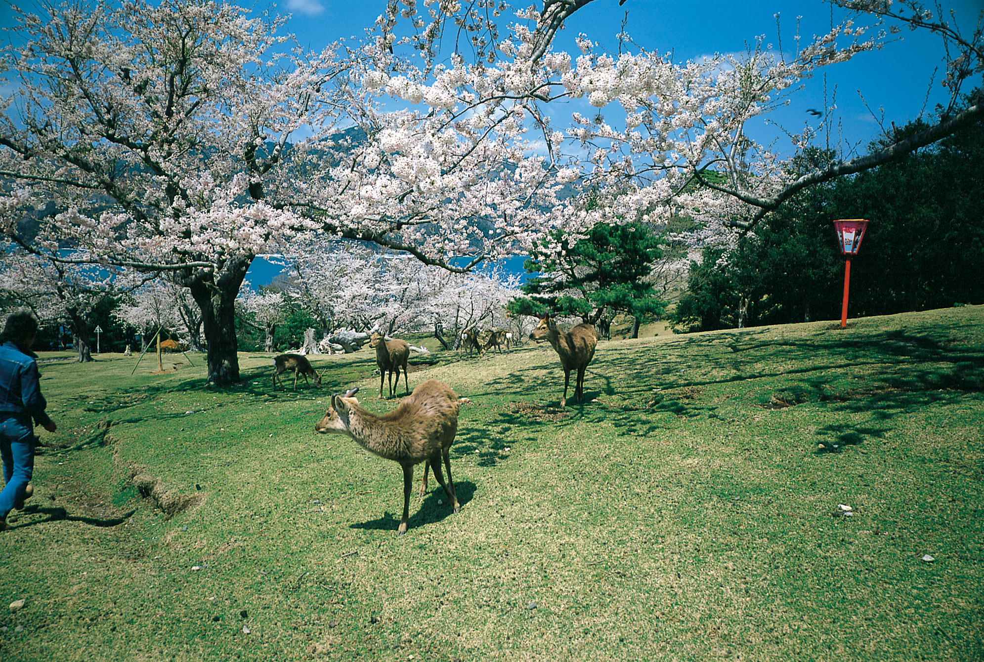 No.020046 桜と鹿