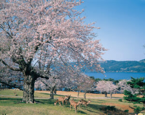 No.020056 金華山の桜と鹿