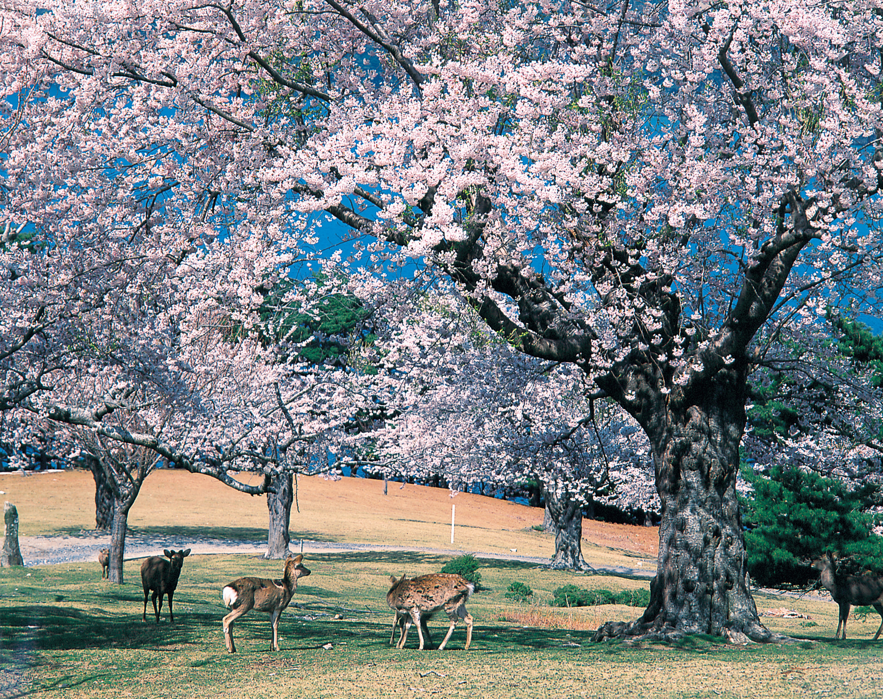 No.020063 金華山の桜と鹿