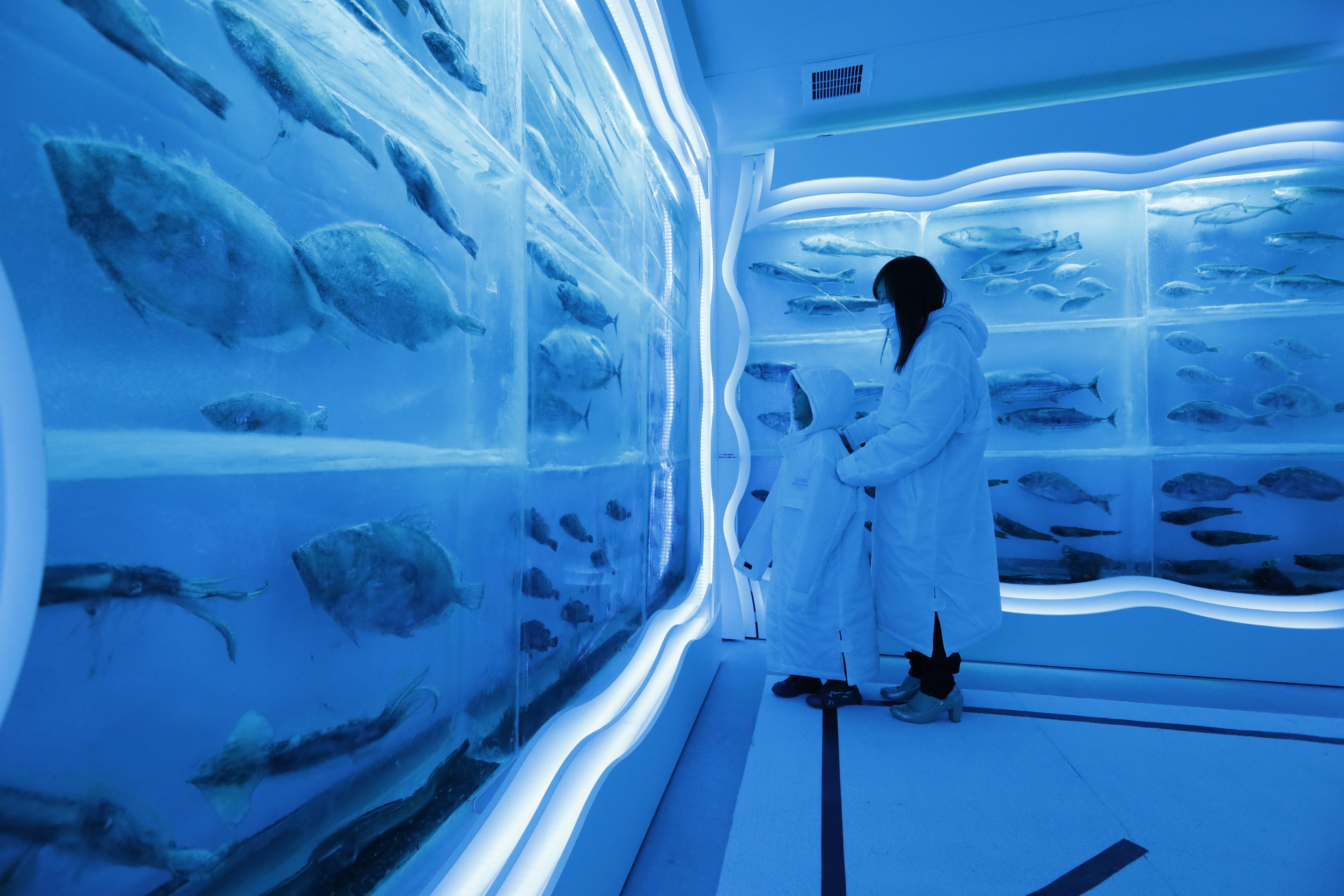 No.040082 氷の水族館（気仙沼）