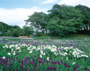 No.080020 多賀城廃寺跡