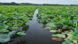 No.100018 伊豆沼の蓮