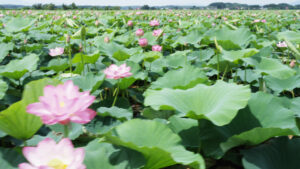 No.100019 伊豆沼の蓮