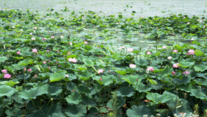 No.100020 伊豆沼の蓮