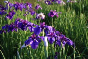 No.110019 山王史跡公園あやめ園