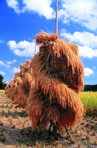 No.110020 ねじりほんにょ