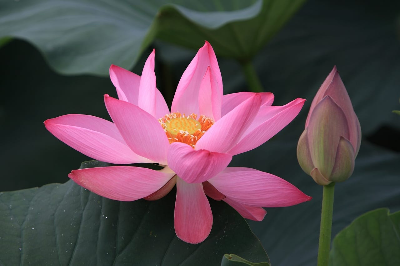 No.110059 伊豆沼の蓮