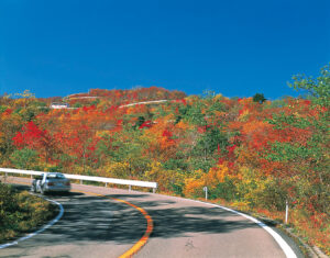 No.150135 紅葉の蔵王エコーライン