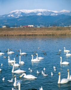 No.170007 白石川の白鳥と蔵王