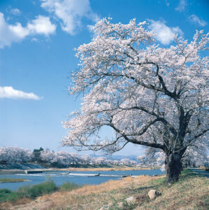 No.170008 白石川堤の桜