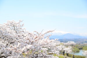 No.170023 蔵王・白石川と桜並木