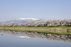 No.190009 白石川堤一目千本桜