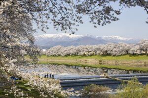 No.190011 白石川堤一目千本桜