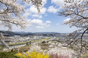 No.190021 船岡城址公園の桜