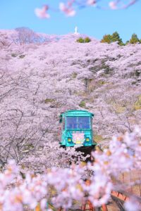 No.190022 船岡城址公園の桜