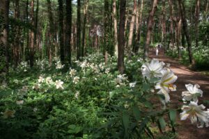 No.290002 昭和万葉の森