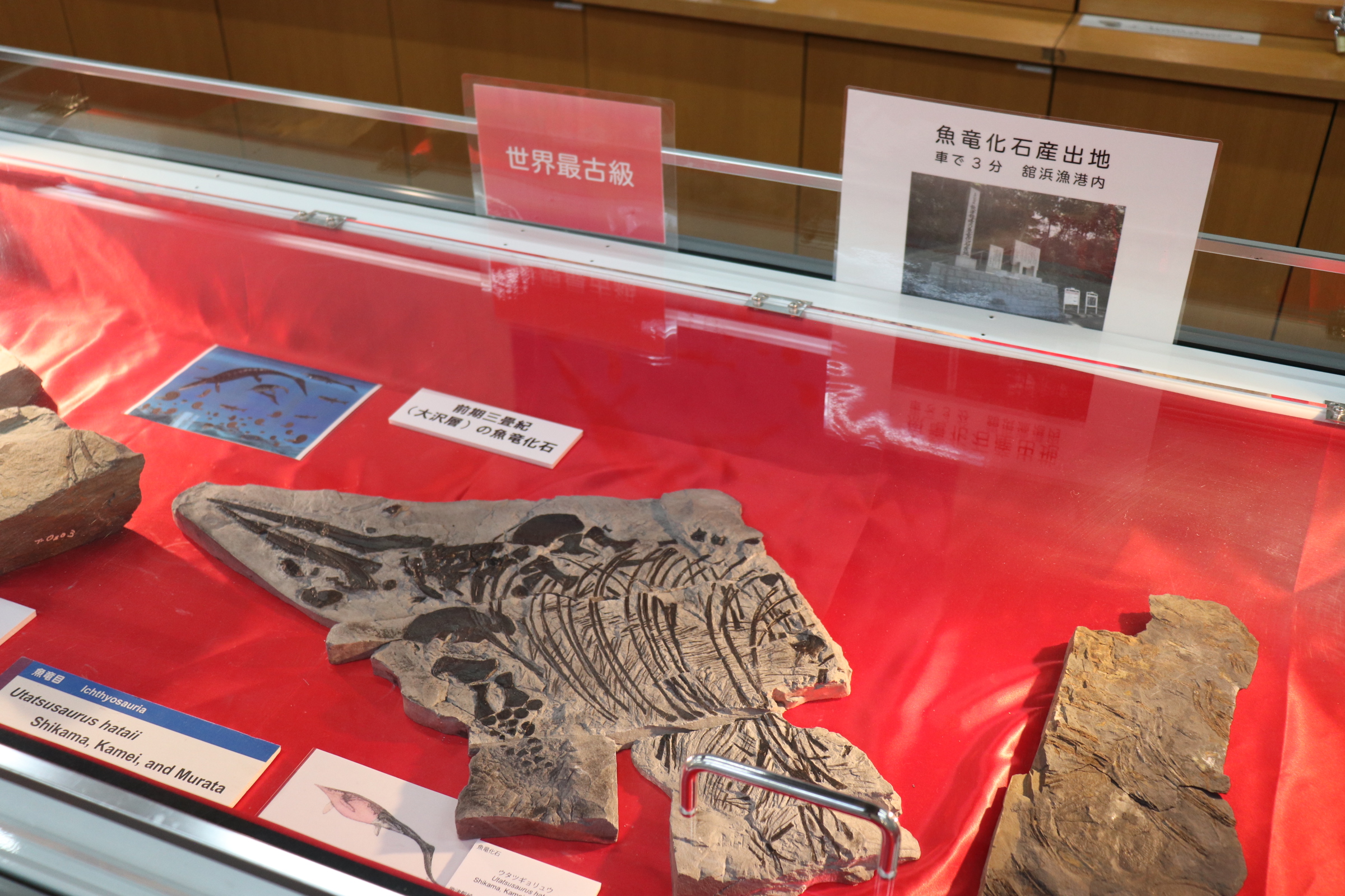 No.350022 魚竜化石（歌津）