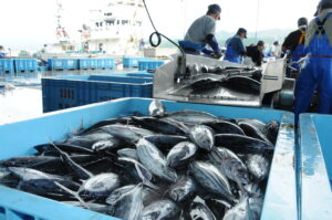 No.040092 気仙沼魚市場ガイド