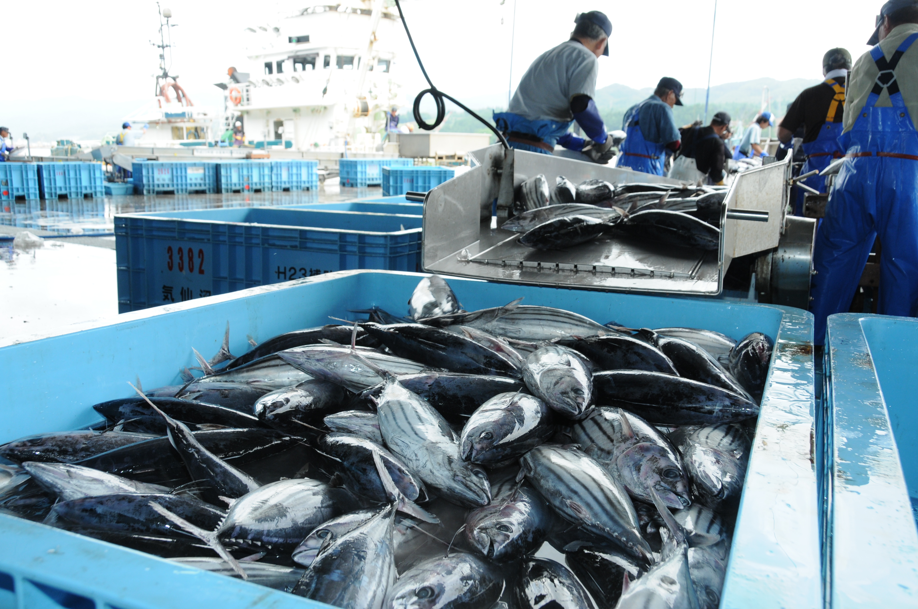 No.040092 気仙沼魚市場ガイド