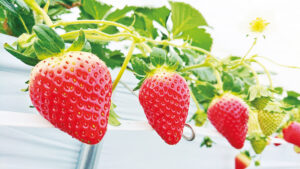 No.060035 いちご農園　ラ・フレーズ