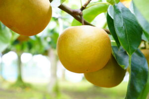 No.260013 【観光梨園】利府梨