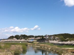 No.320029 江合川から望む桜絢爛たる城山公園の景観はまさしく❝金❞