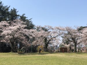 No.330014 小牛田公園（素山公園）の桜