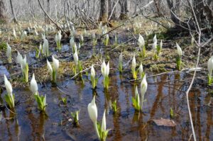 No.050074 水芭蕉の森
