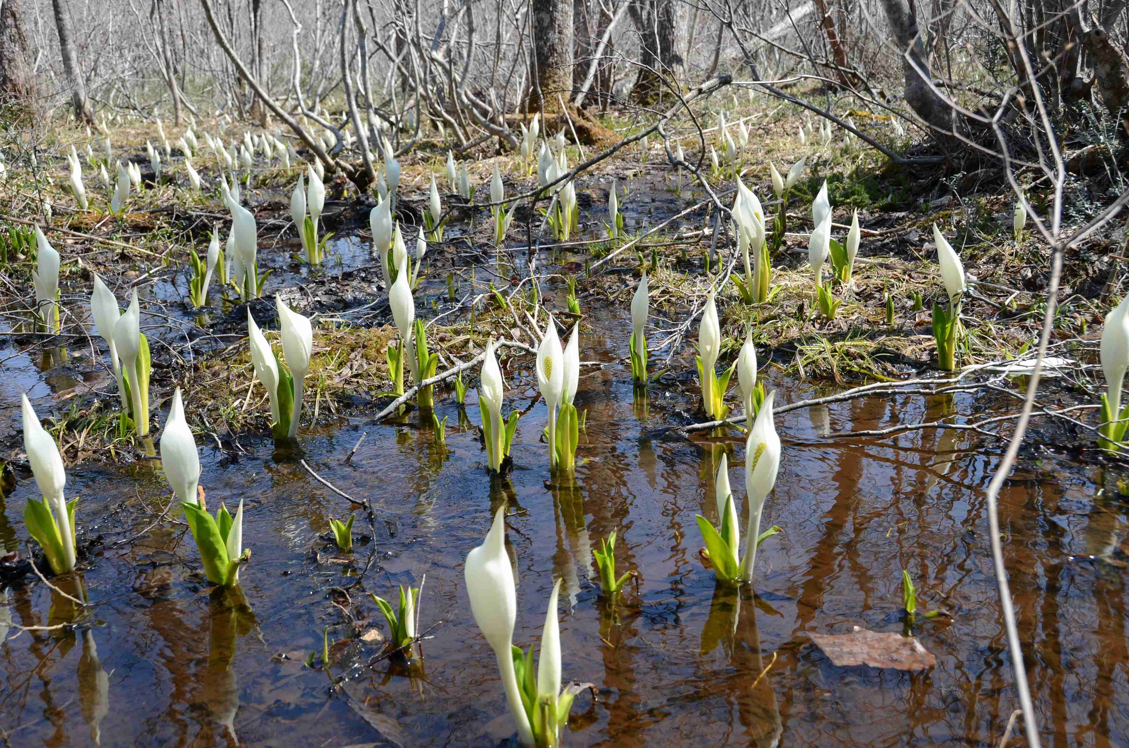 No.050074 水芭蕉の森