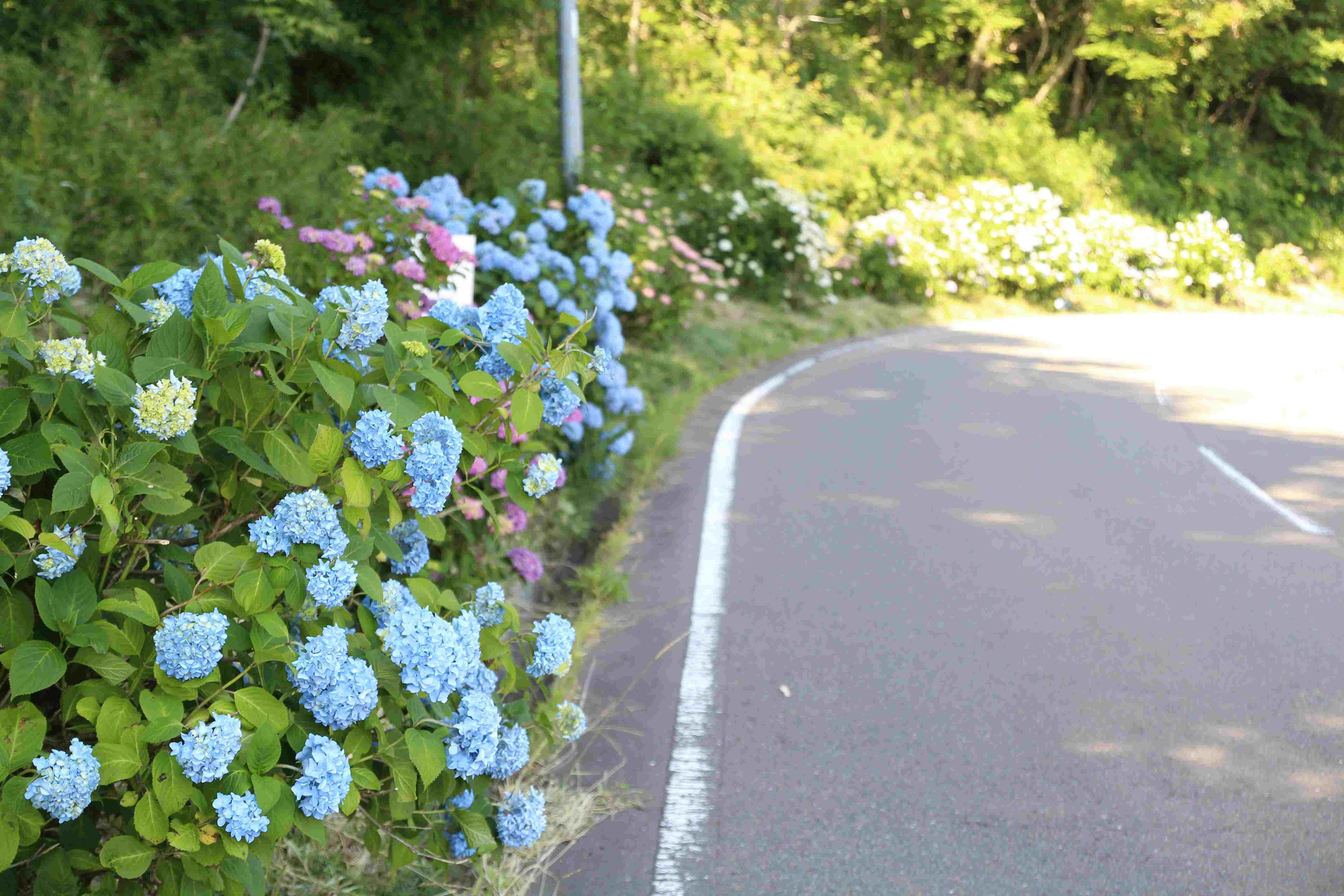 No.050076 川原子あじさいロード