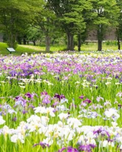 No.080033 多賀城跡あやめ園
