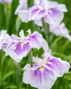 No.080034 多賀城跡あやめ園