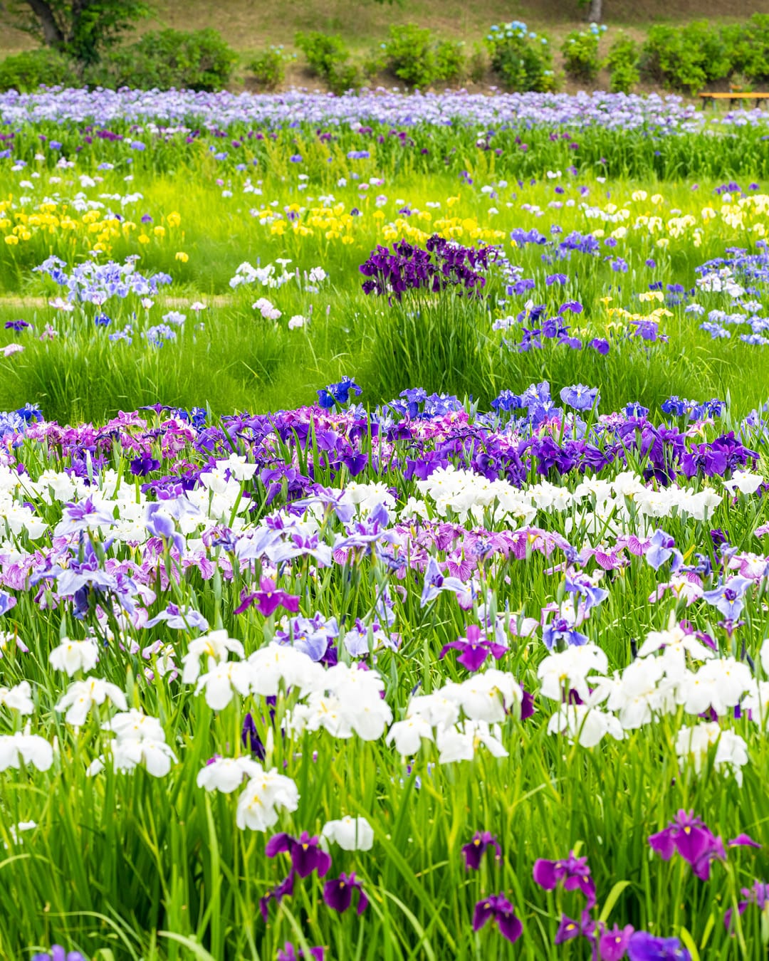 No.080037 多賀城跡あやめ園