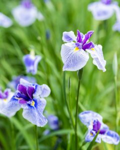 No.080038 多賀城跡あやめ園