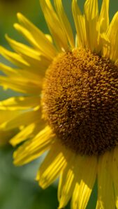 No.130106 三本木ひまわりの丘