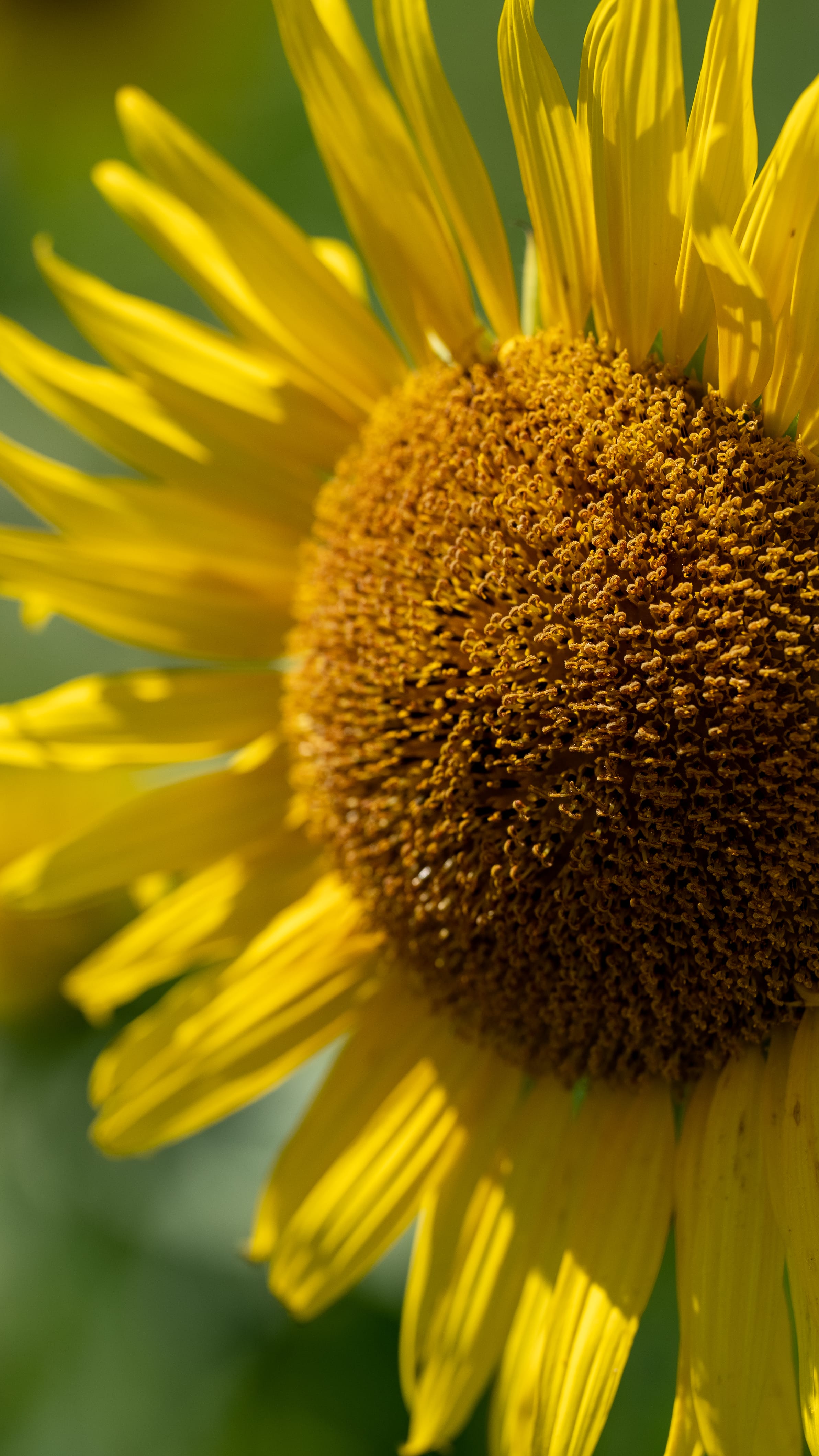 No.130106 三本木ひまわりの丘