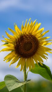 No.130107 三本木ひまわりの丘