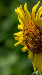 No.130108 三本木ひまわりの丘