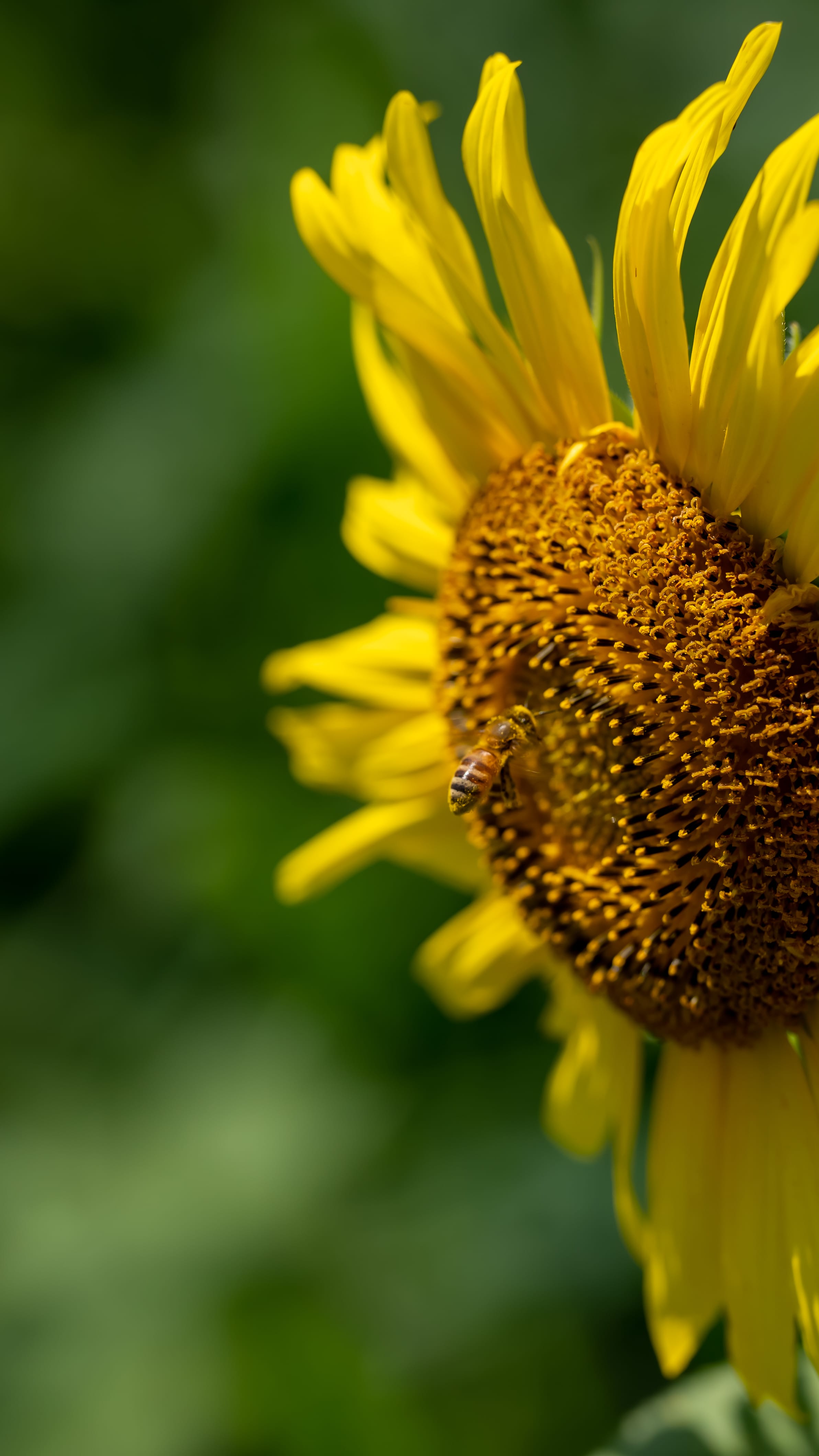 No.130108 三本木ひまわりの丘