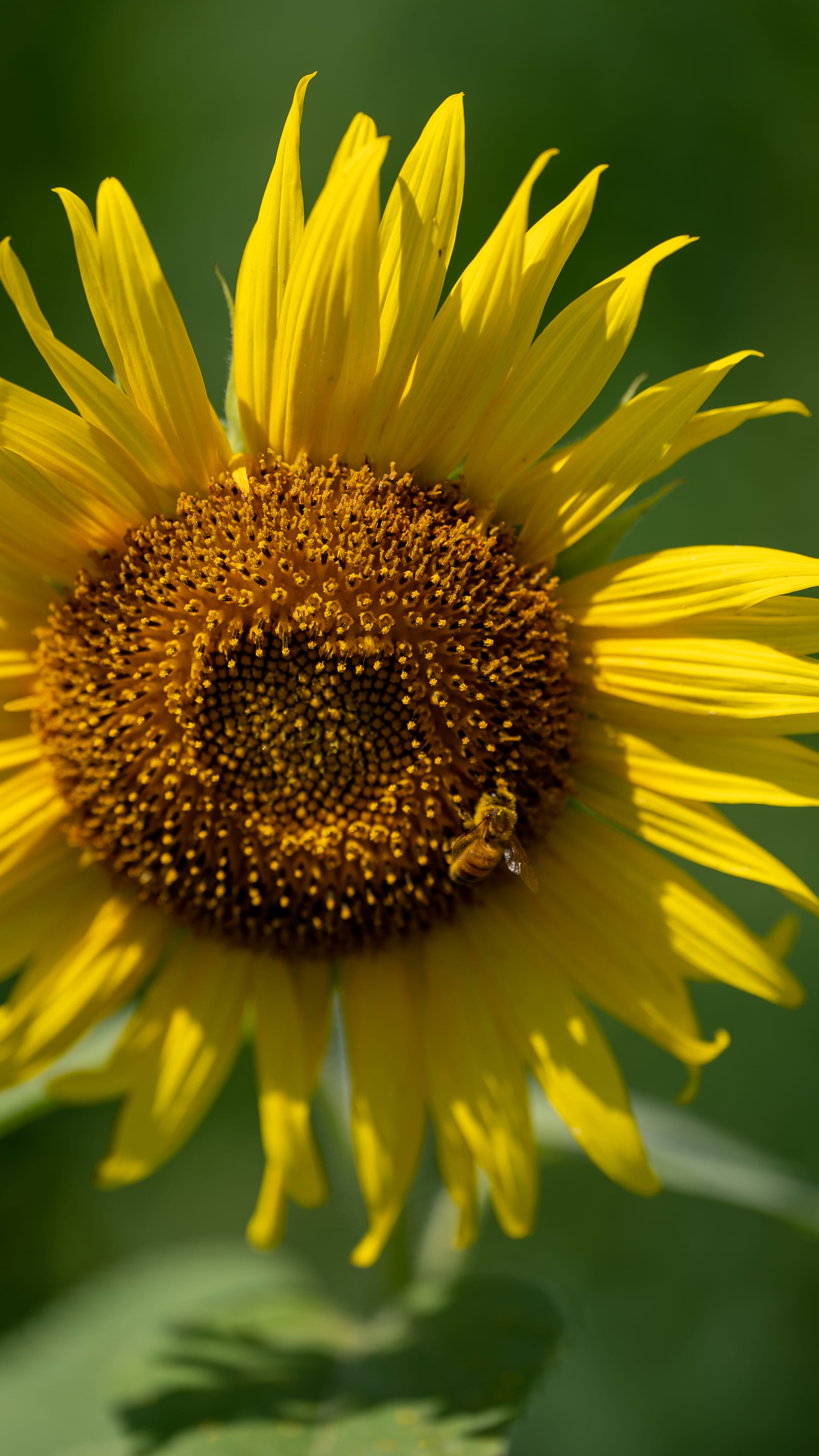 No.130109 三本木ひまわりの丘