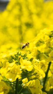 No.130110 三本木の菜の花