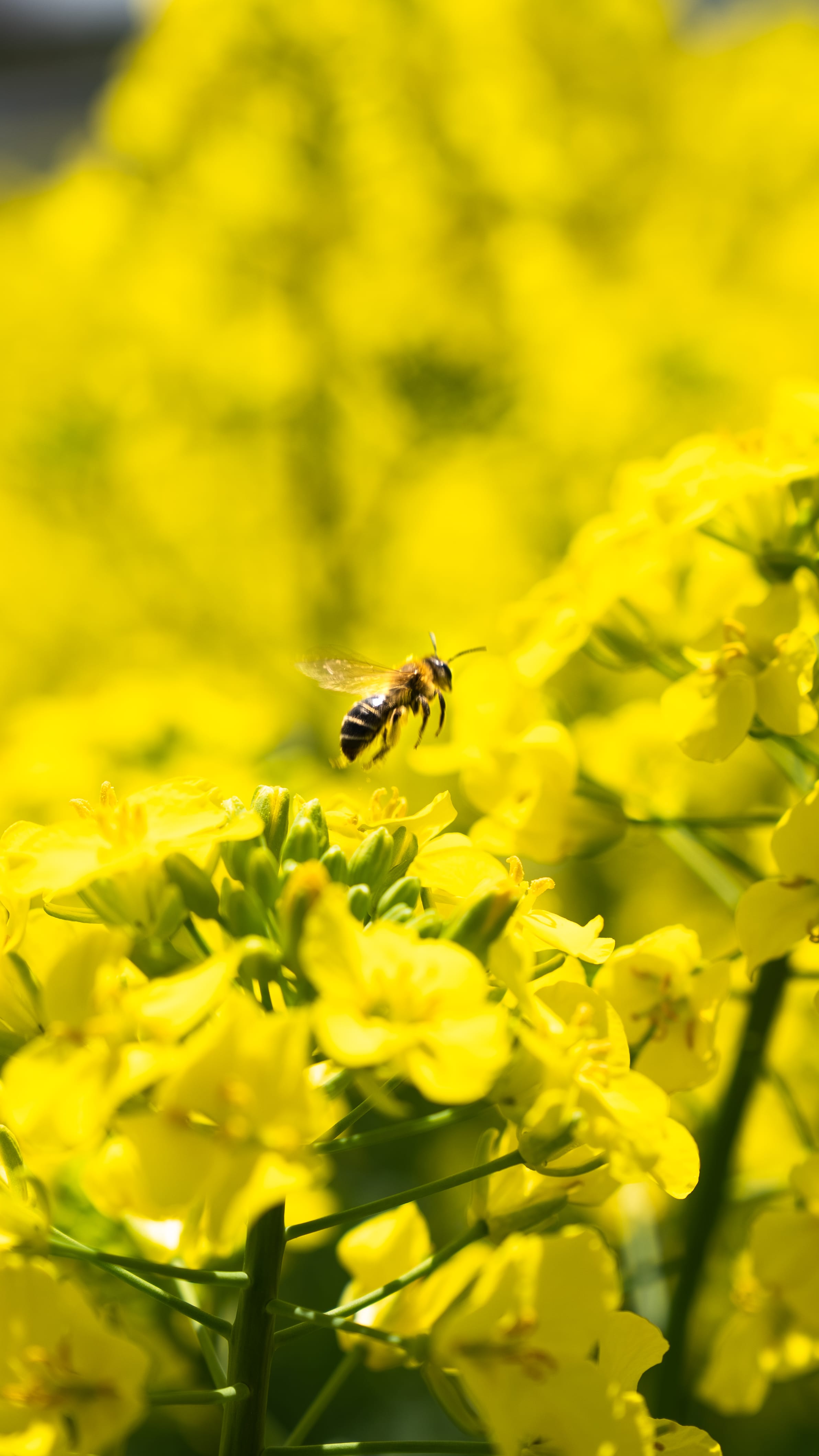 No.130110 三本木の菜の花