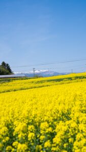 No.130111 三本木の菜の花