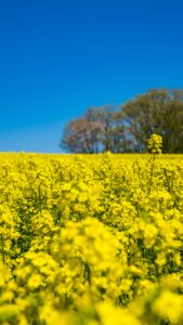 No.130112 三本木の菜の花