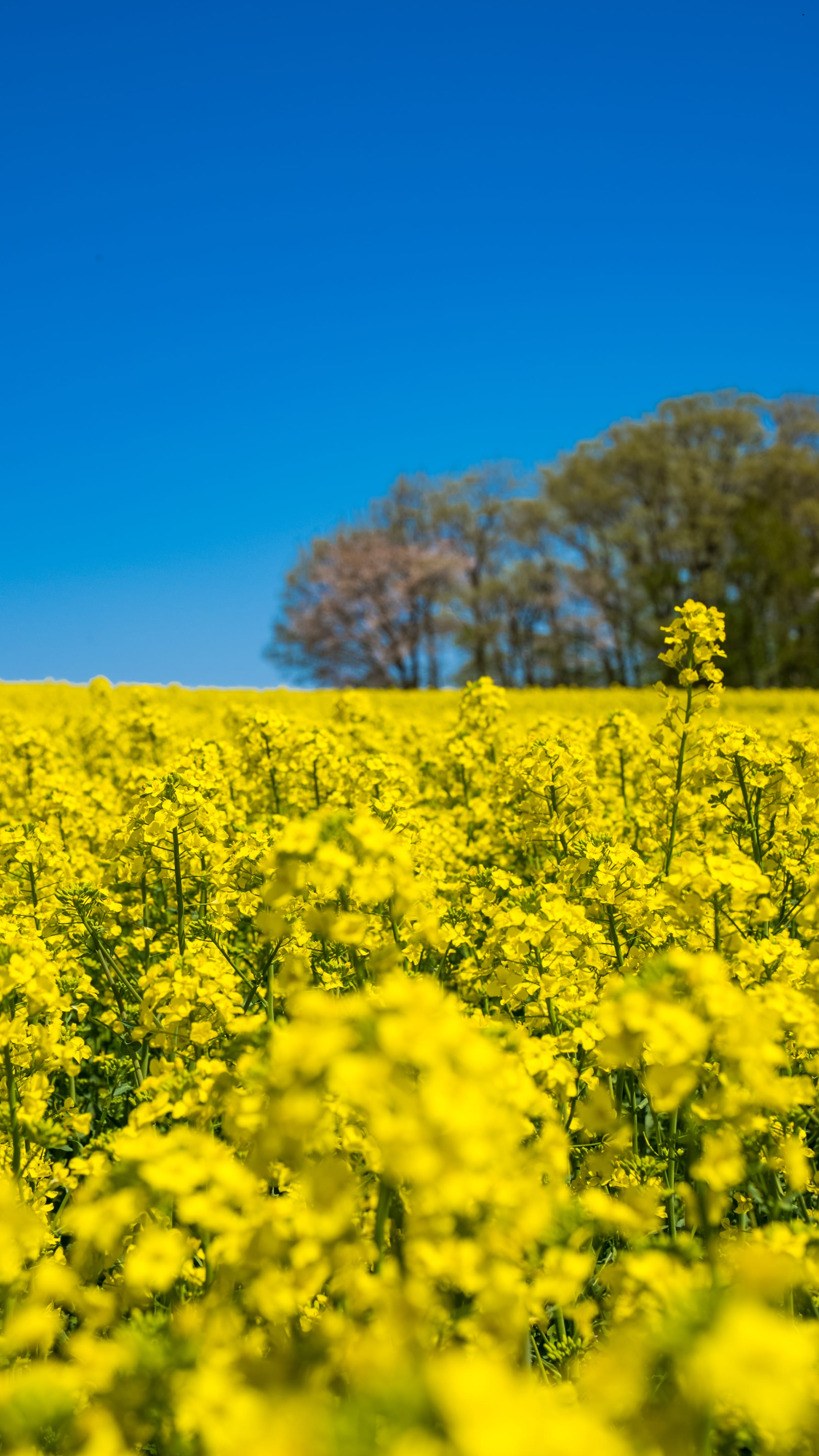 No.130112 三本木の菜の花