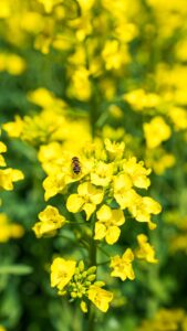 No.130113 三本木の菜の花