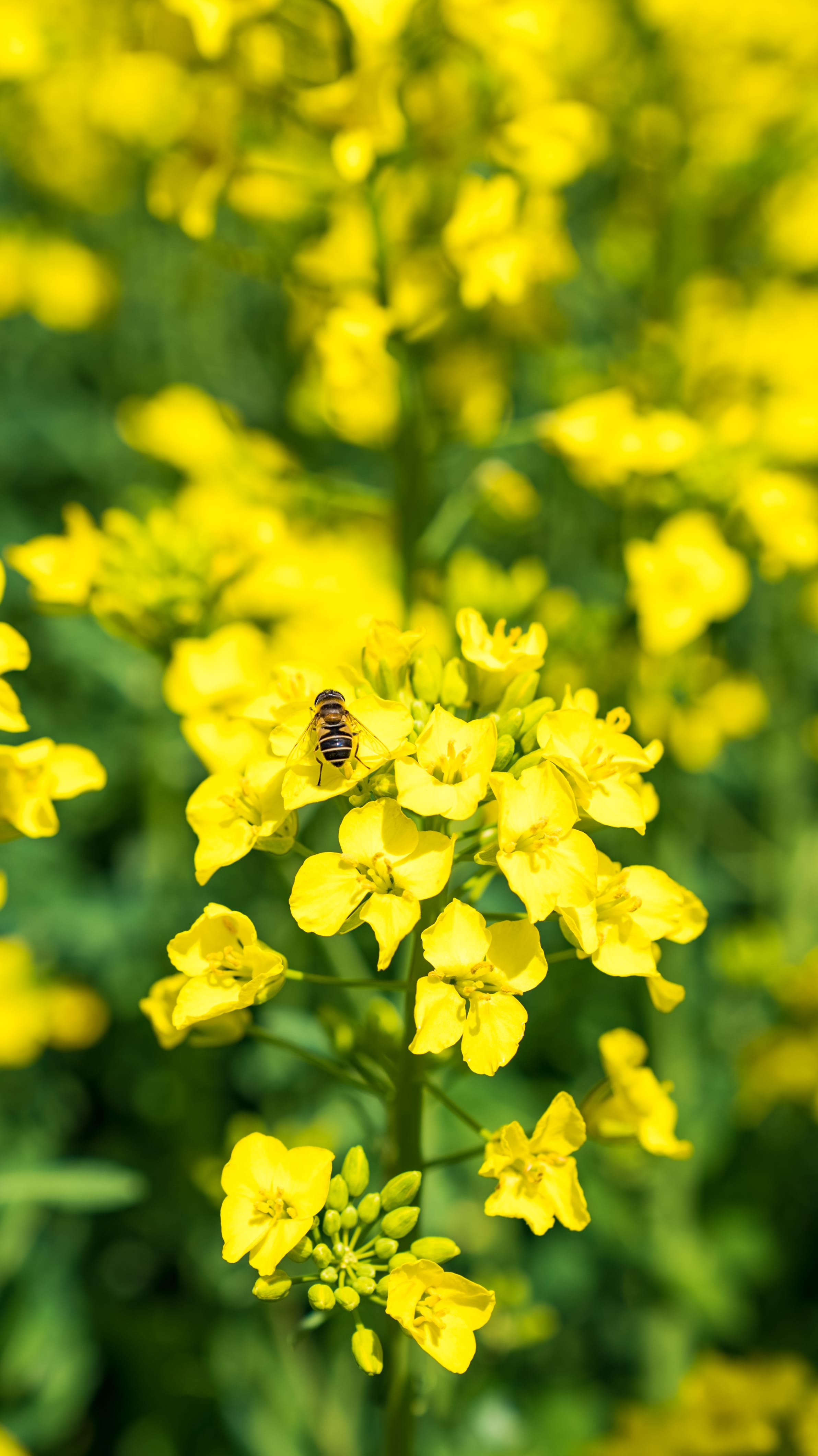 No.130113 三本木の菜の花