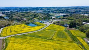 No.130114 三本木の菜の花