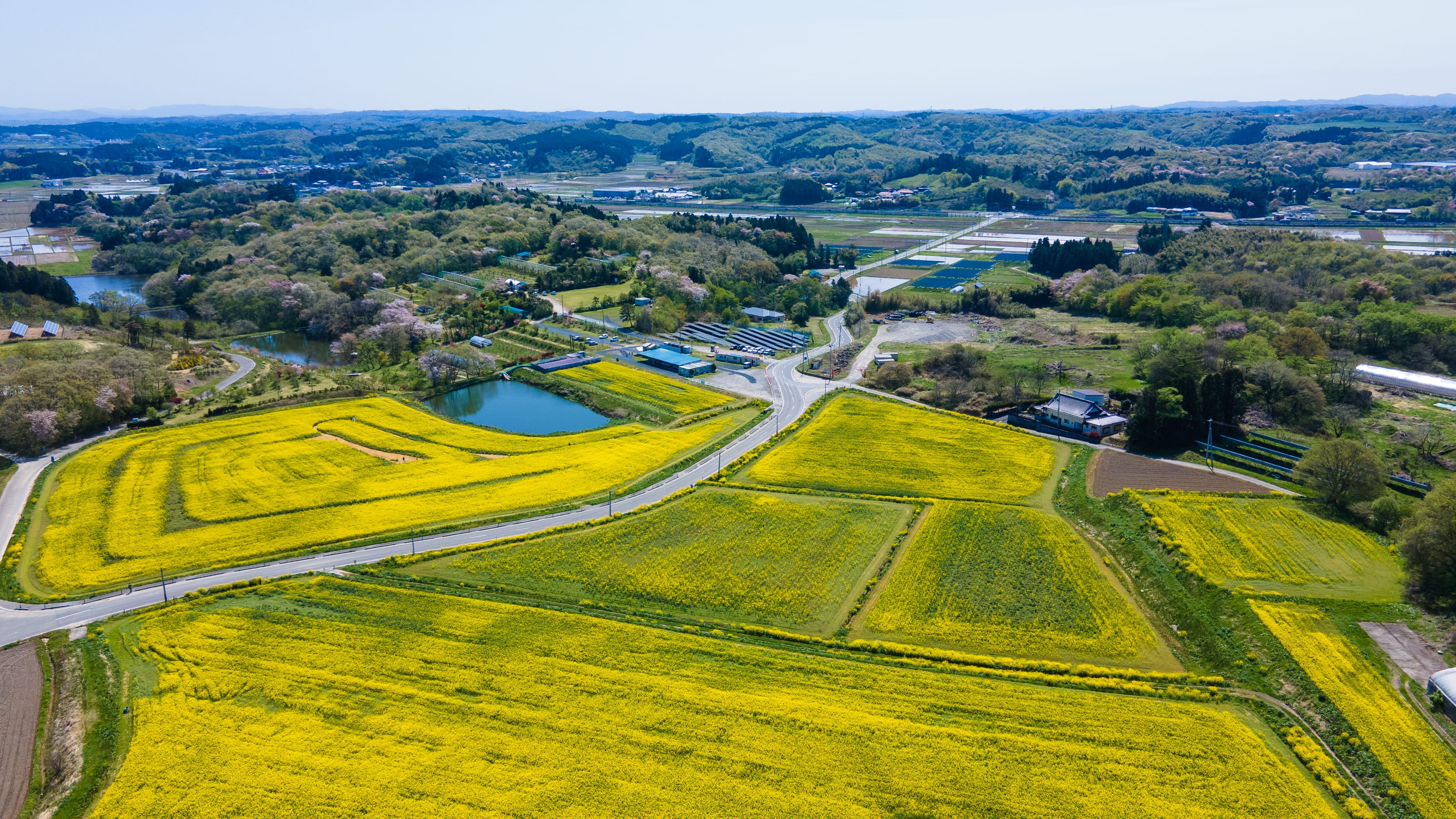 No.130114 三本木の菜の花